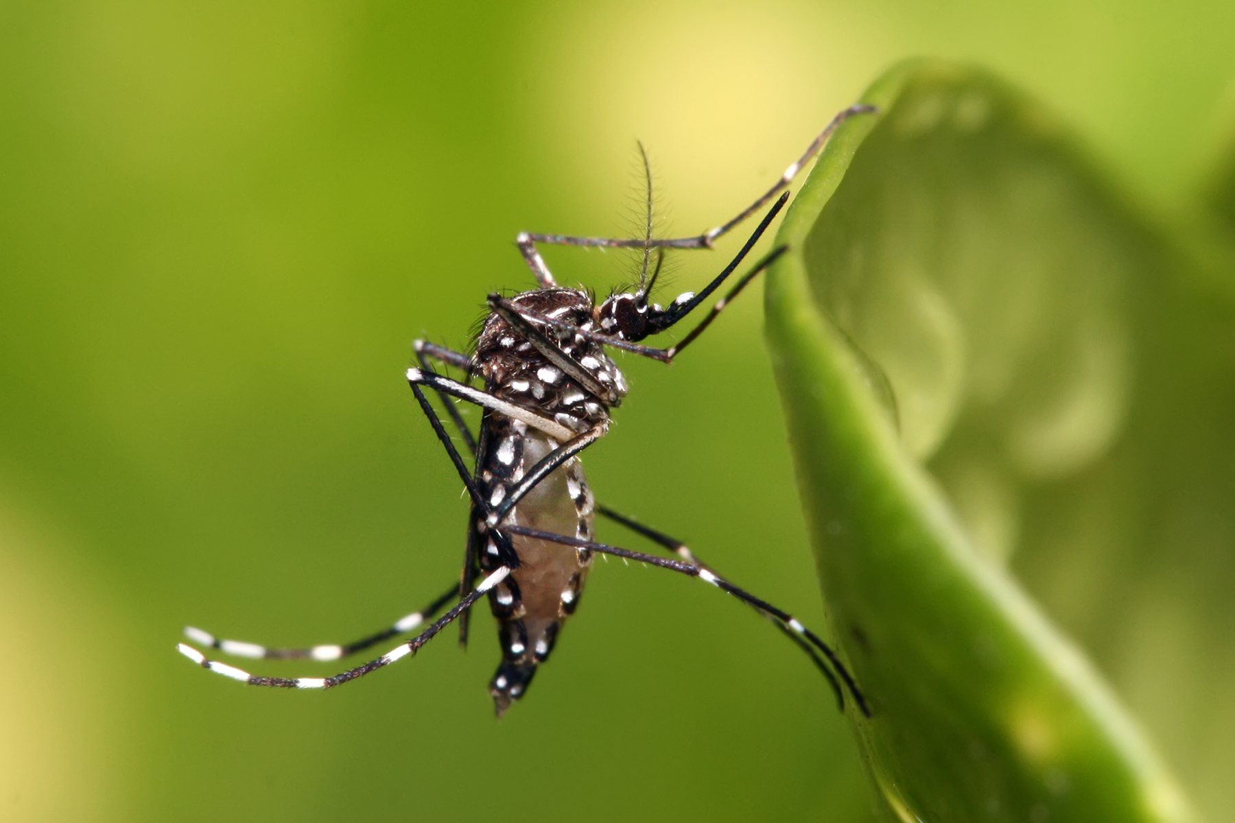 Mosquito Aedes aegypti — la plaga que AmbiHome combate